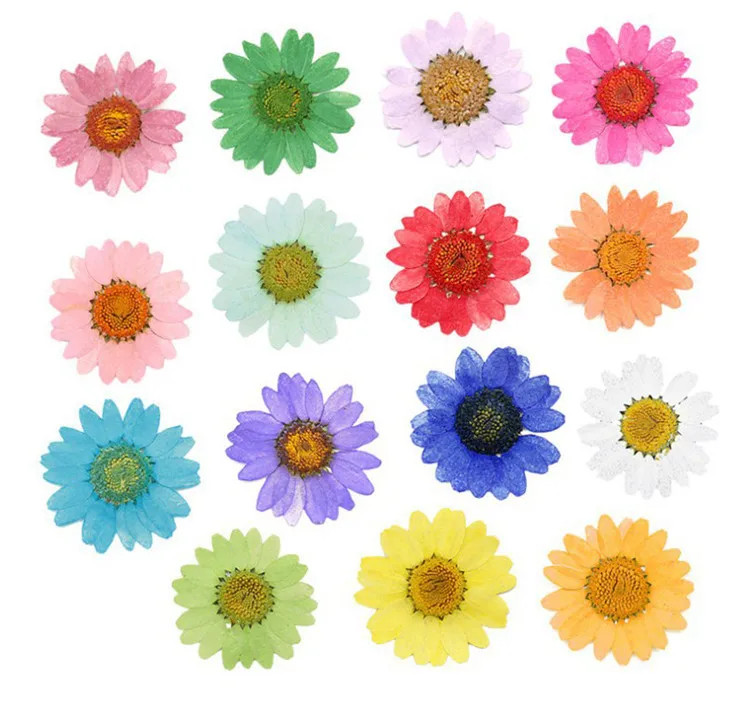 Истинските Сушени Пресовани Цветя с Ръчно изработени САМ Материал 2-3 см Налягане Процент Цвете Сушена Цвете Материал Пъстри