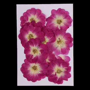 12ШТ Естествени сухи цветя Истински Натиснете Сухи Листенца от Цветя Пресовани Листа за 