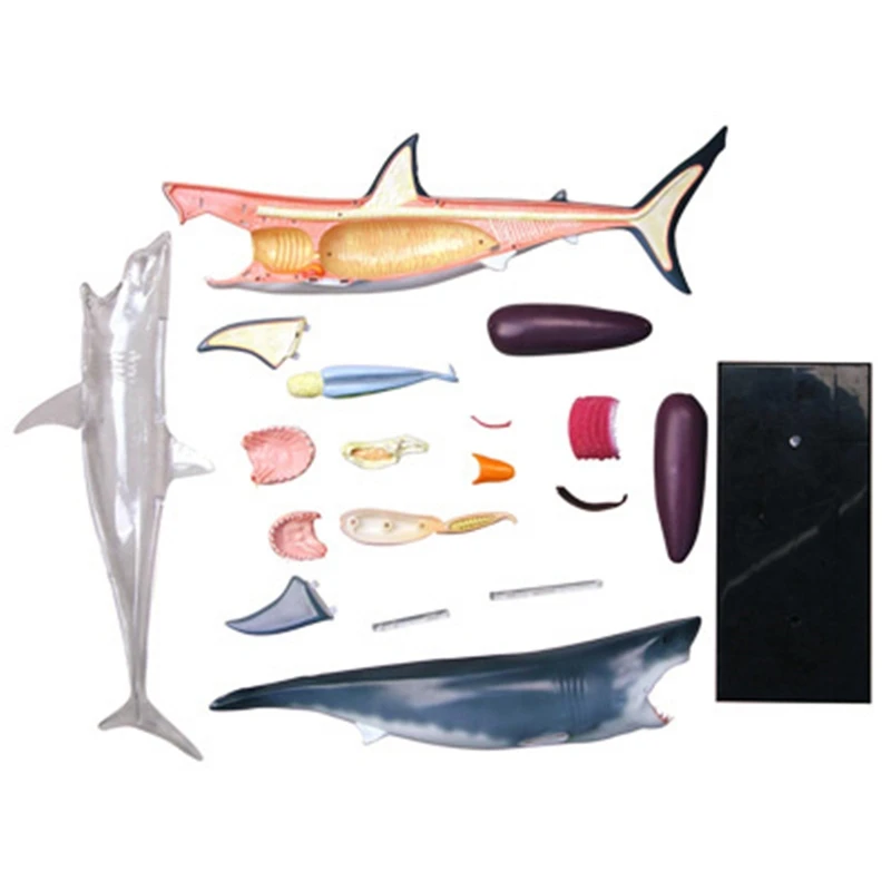 Анатомическая Модел Орган на Животното 4D Интелект Акули Сглобяване на Играчки Обучение Анатомическая Модел САМ Научно-Популярни Уреди 1