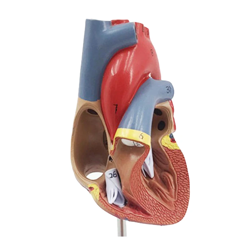 Моделът на Човешкото сърце е в реален Размер, 2 Част, Медицински Анатомический Образователен инструмент, Детско Кардио образование 2