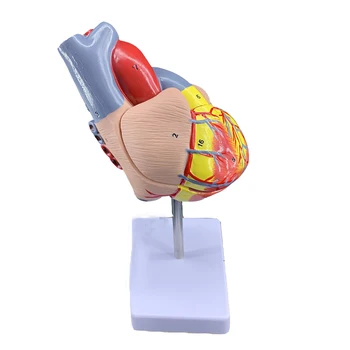 Моделът на Човешкото сърце е в реален Размер, 2 Част, Медицински Анатомический Образователен инструмент, Детско Кардио образование 0
