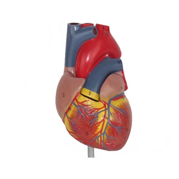 Моделът на Човешкото сърце е в реален Размер, 2 Част, Медицински Анатомический Образователен инструмент, Детско Кардио образование 1