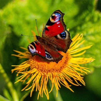 Направи си САМ 5D Диамантена Снимка на Животно Пеперуда Пълна Тренировка Квадратна Кръгла Бродерия Мозайката е Художествена Картина От Страз Начало Декор Подаръци
